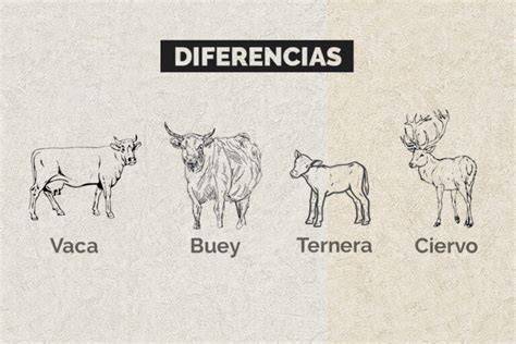 Infografía: Diferencias entre ternera y toro