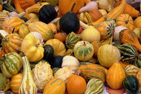 Variedades de calabazas decorativas para Halloween