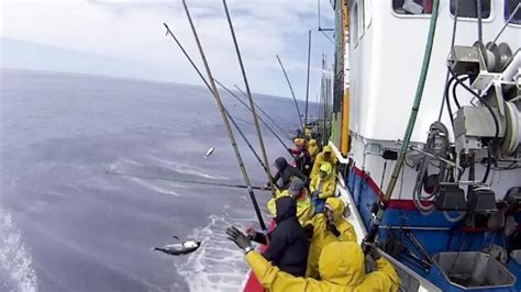 pesca del bonito en el Cantábrico
