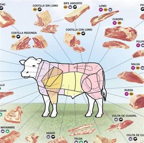 Ilustraciones de cortes de carne en 1080 Recetas de Cocina