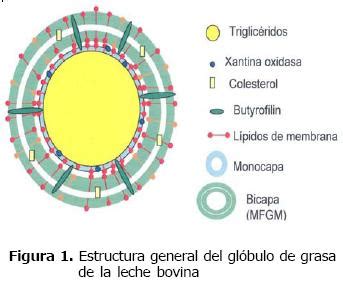Esquema de la estructura de la leche: glóbulos grasos y micelas de caseína