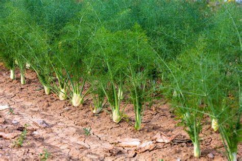 Campo de alcachofas y plantas de hinojo