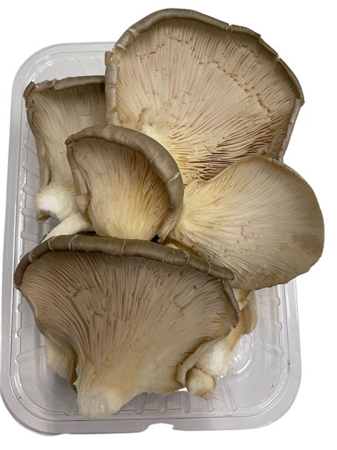 Setas de cardo frescas