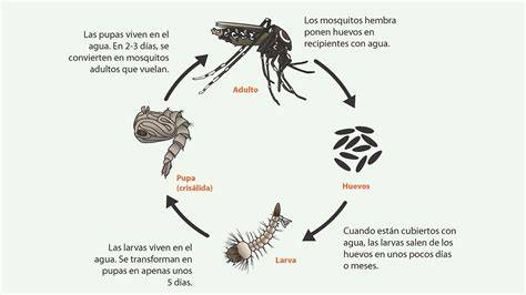 ciclo de vida del mosquito en el agua