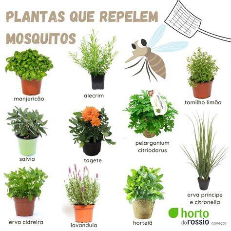 plantas repelentes de mosquitos para el jardín