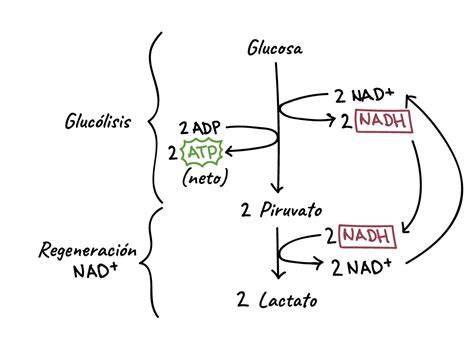 Esquema de las vías metabólicas de la fermentación láctica