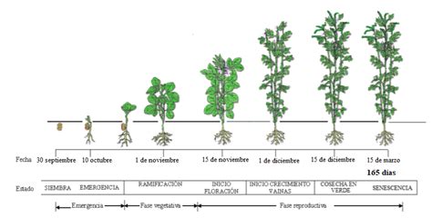 Ciclo de cultivo de la haba