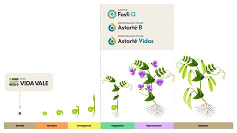 Infografía sobre los beneficios de la Vicia Faba