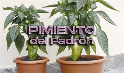 Pimiento de Padrón en maceta