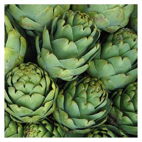 Alcachofa (Cynara scolymus L.)