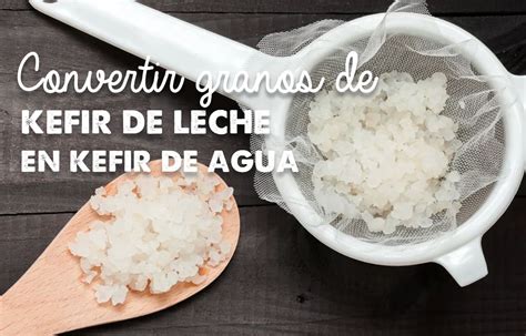 Granos de kéfir y leche