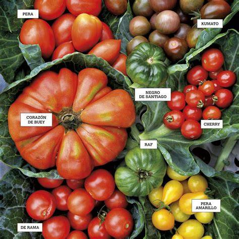 Variedad de gazpachos sin tomate