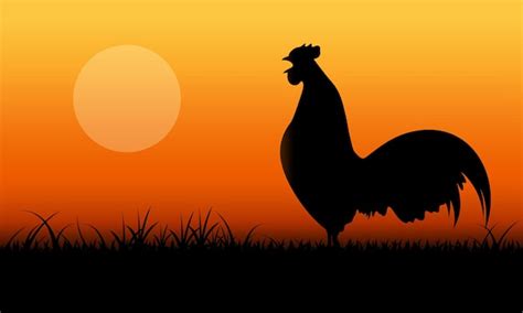 Un gallo cantando al amanecer