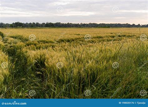 Campo de espelta en crecimiento