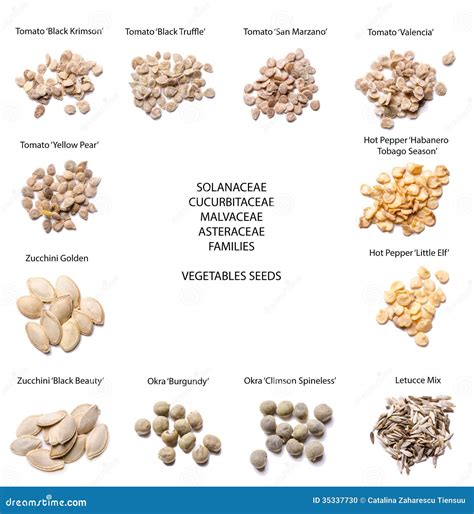 Variedades de semillas de faba