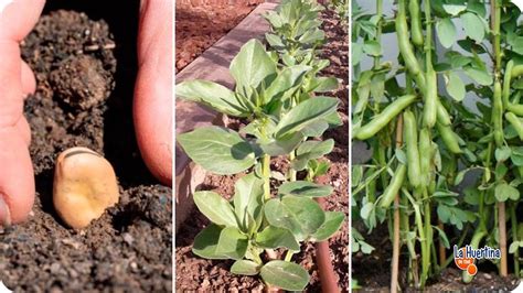 Proceso de siembra de habas