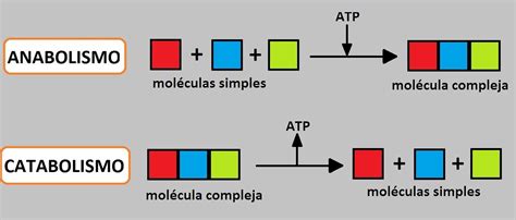 esquema de las vías metabólicas: catabolismo y anabolismo