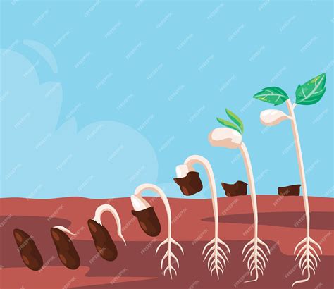 Diagrama del proceso de germinación