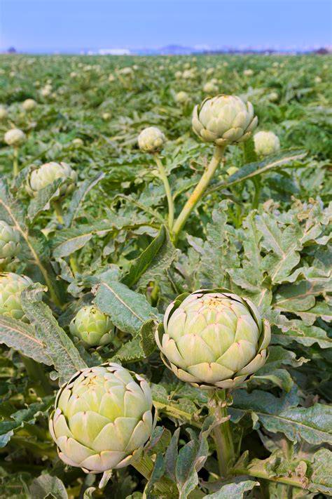 Campo de alcachofas en flor en Murcia