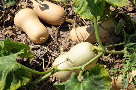 Detalle de calabaza de cacahuete madura en la mata