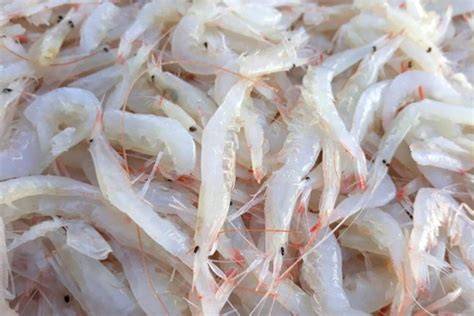 Ingredientes frescos para preparar gambas de cristal