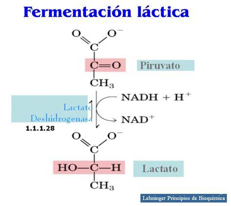 Esquema de la fermentación láctica