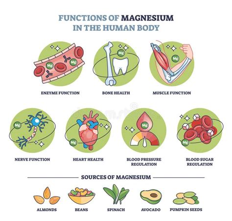 Esquema de las funciones del magnesio en el cuerpo humano