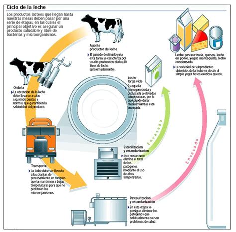 Esquema del ciclo de producción de carne de ternera