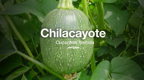 Ilustración de una planta de chilacayote con frutos