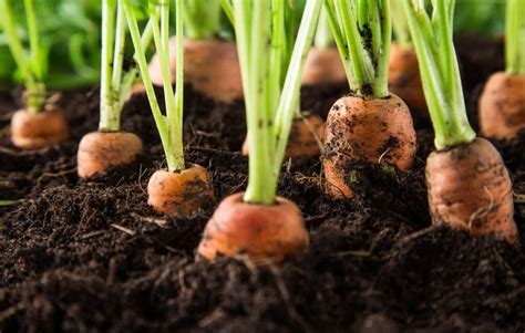 Cronología del cultivo de la zanahoria a lo largo de la historia