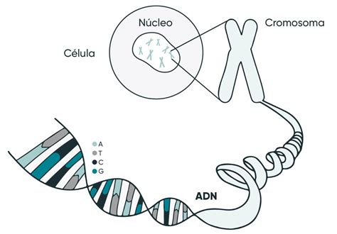 Infografía: Estructura del ADN de la zanahoria y los genes responsables del color