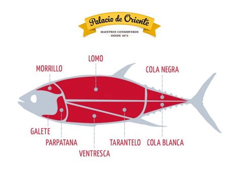 esquema de corte de la ventresca en el atún
