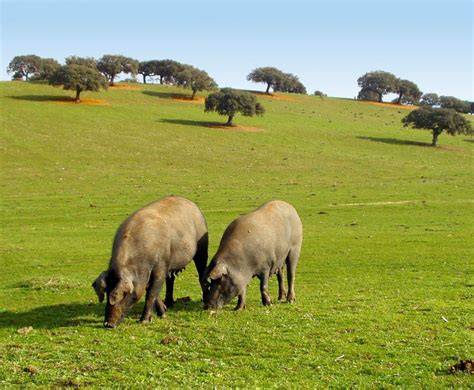 Dehesa española con cerdos ibéricos pastando