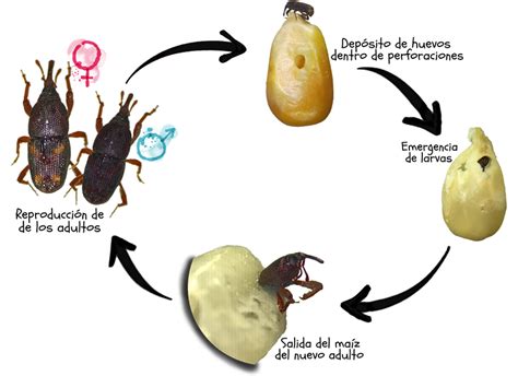 Ciclo de vida del gorgojo de las alubias