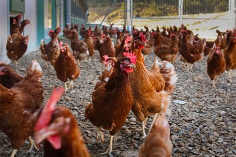 Esquema de las condiciones de vida de las gallinas camperas frente a las enjauladas