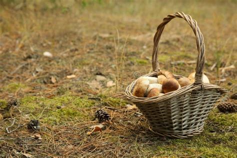 Cesta con níscalos frescos en el bosque