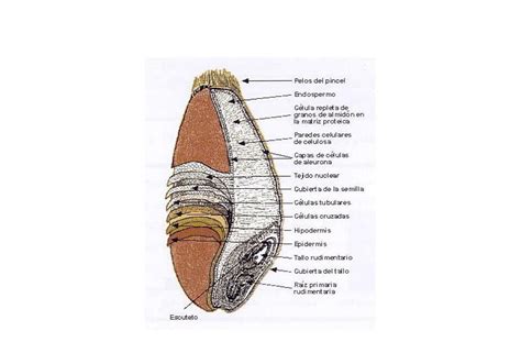 Esquema explicativo de la estructura del grano de trigo y la ubicación del gluten