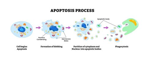 Diagrama que muestra el proceso de apoptosis inducida por el gazpacho en células cancerosas.