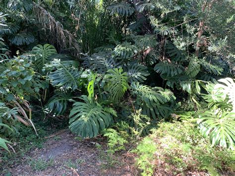 Monstera deliciosa en su hábitat natural trepando un árbol