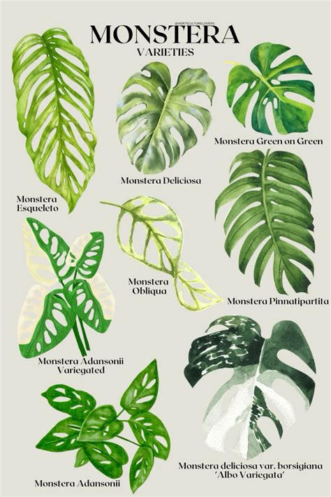 Comparación de diferentes variedades de Monstera, incluyendo deliciosa, adansonii y obliqua