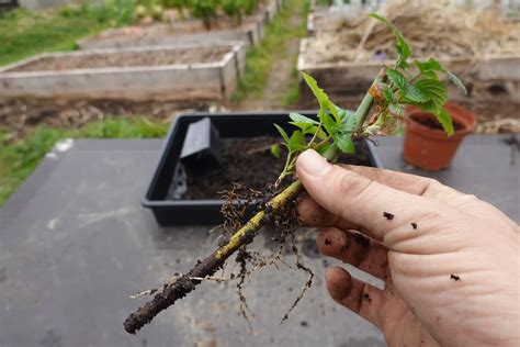Esquema paso a paso para la propagación de Monstera deliciosa por esquejes