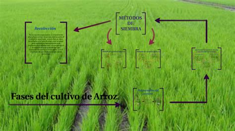 Esquema del proceso de parbolización del arroz