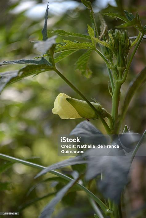 Planta de okra con sus frutos y flores amarillas