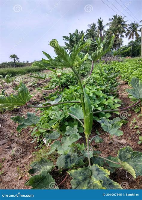 Campo de cultivo de okra