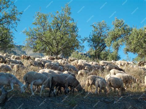 Rebaño de ovejas en un paisaje mediterráneo