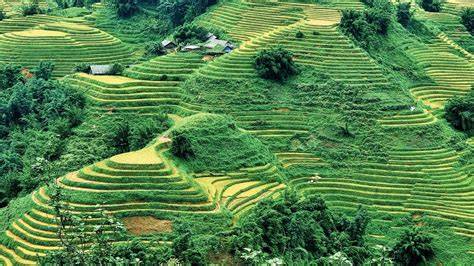 Paisajes rurales y arrozales en el norte de Vietnam