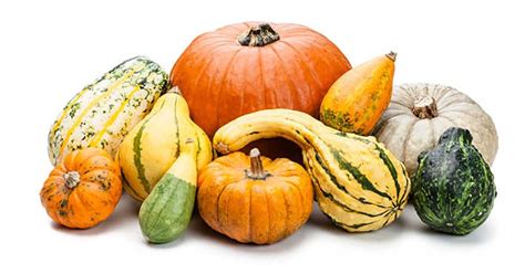 Muestra de calabazas verrugosas de diferentes colores y formas