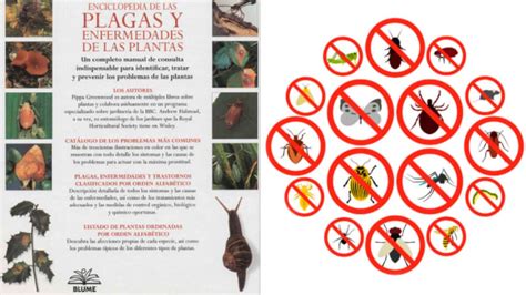 Identificación de plagas y enfermedades comunes en calabazas