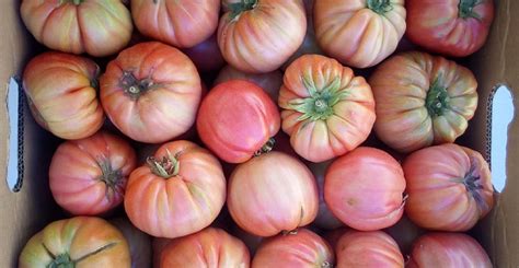 Planta de tomate rosa en un huerto
