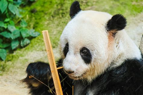 Persona cuidando a un oso panda en un zoológico